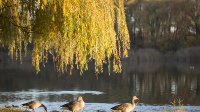 Die gr&ouml;&szlig;te der drei Wasserfl&auml;chen des Parks ist der Stauteich