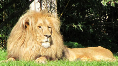 Ebenso hat sich Leipzig durch seinen artenreichen Zoo ...
