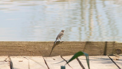 Ein Badesee mit Top -Ten-Platz ...