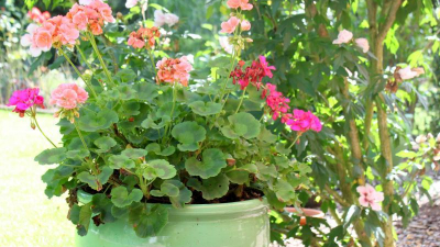 Angeboten wird ein um 1975 erbautes,