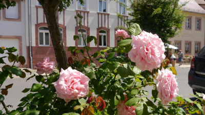 Mitten im Stadtzentrum ...