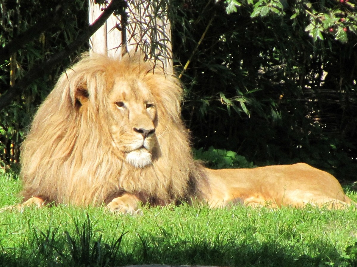 Und Leipzig ist durch seinen artenreichen Zoo weltweit bekannt.