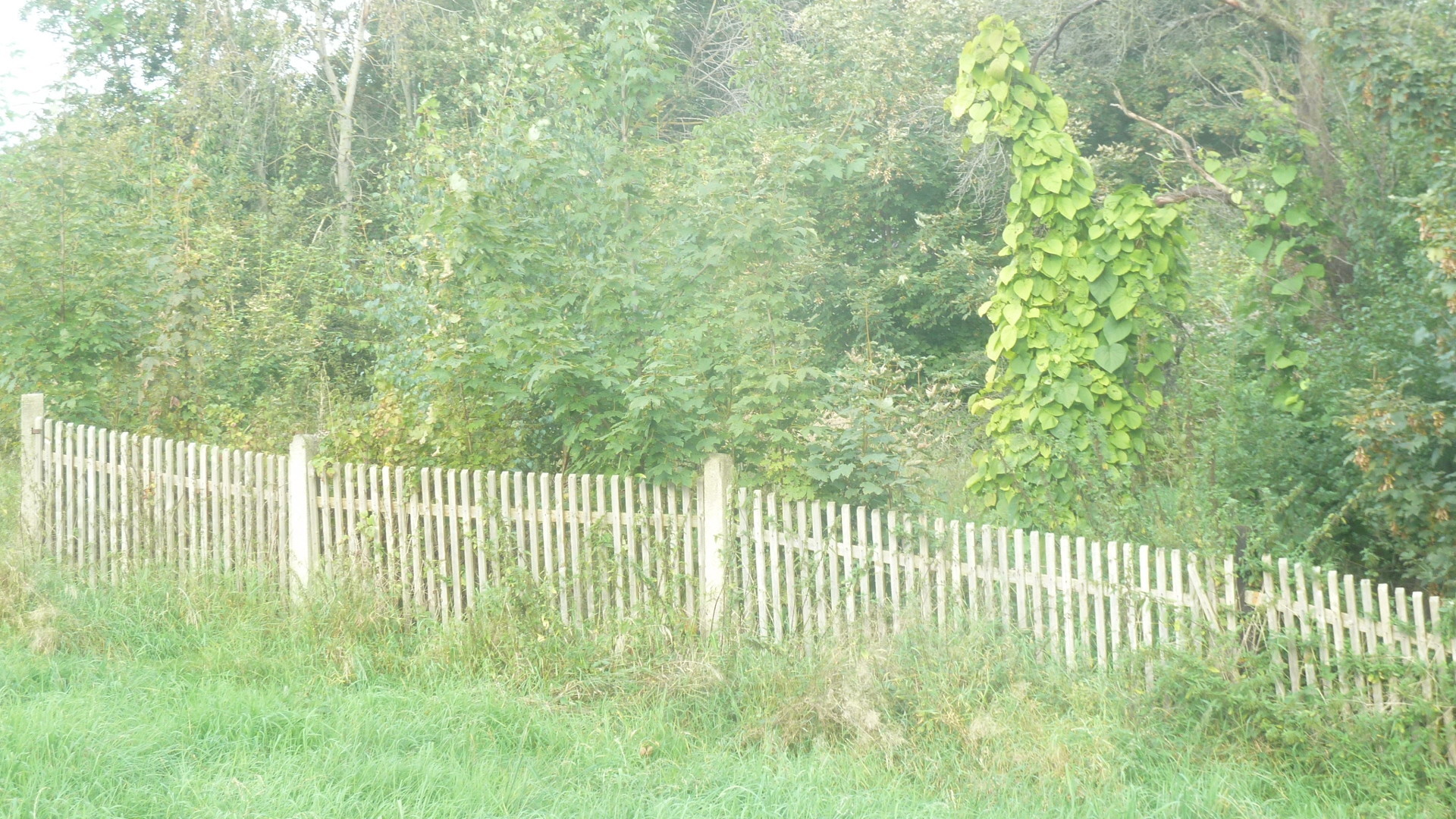Aktuell befindet sich auf dem Grundst&uuml;ck 