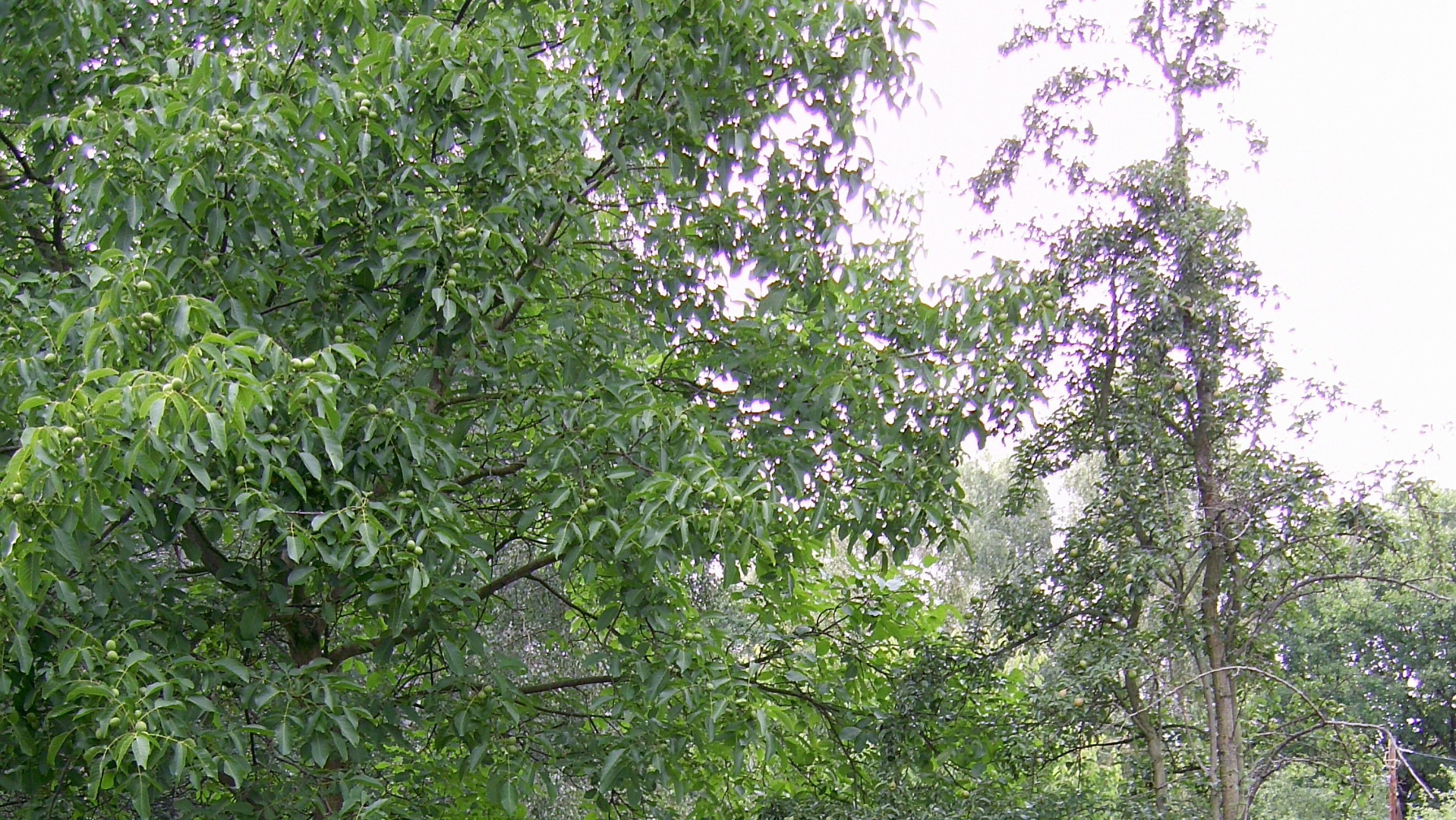 das bis zum Jahr 1991 als Hauptwohnsitz 