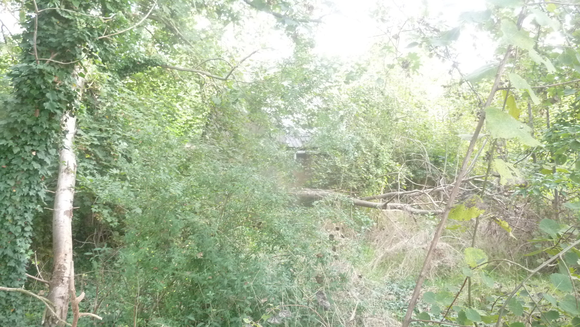 beauftragt- ein Fortf&uuml;hrungsnachweis beantragt- 