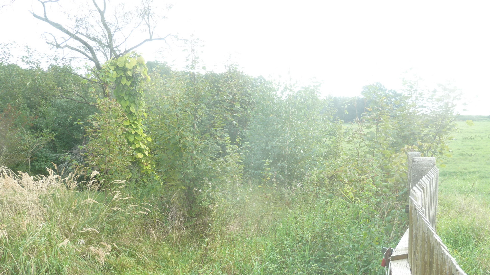 naturnahe und romantische Eindr&uuml;cke- 