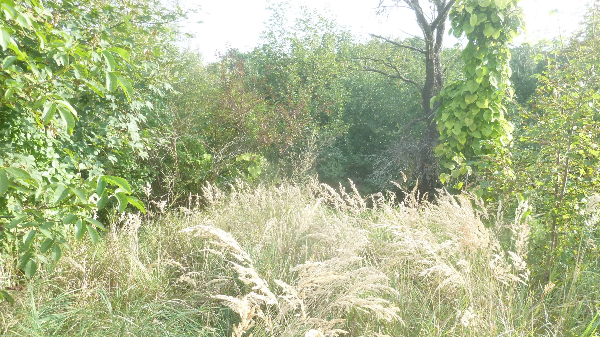 mit alten Eichenbest&auml;nden 