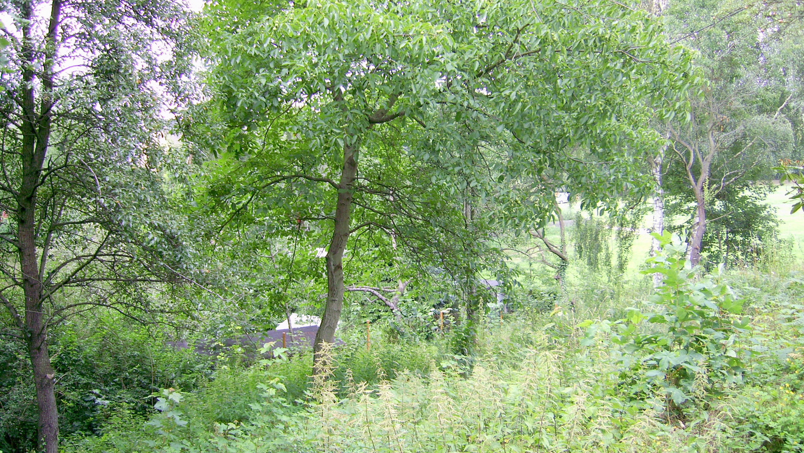 und naturnahe Grundst&uuml;cksgestaltung 