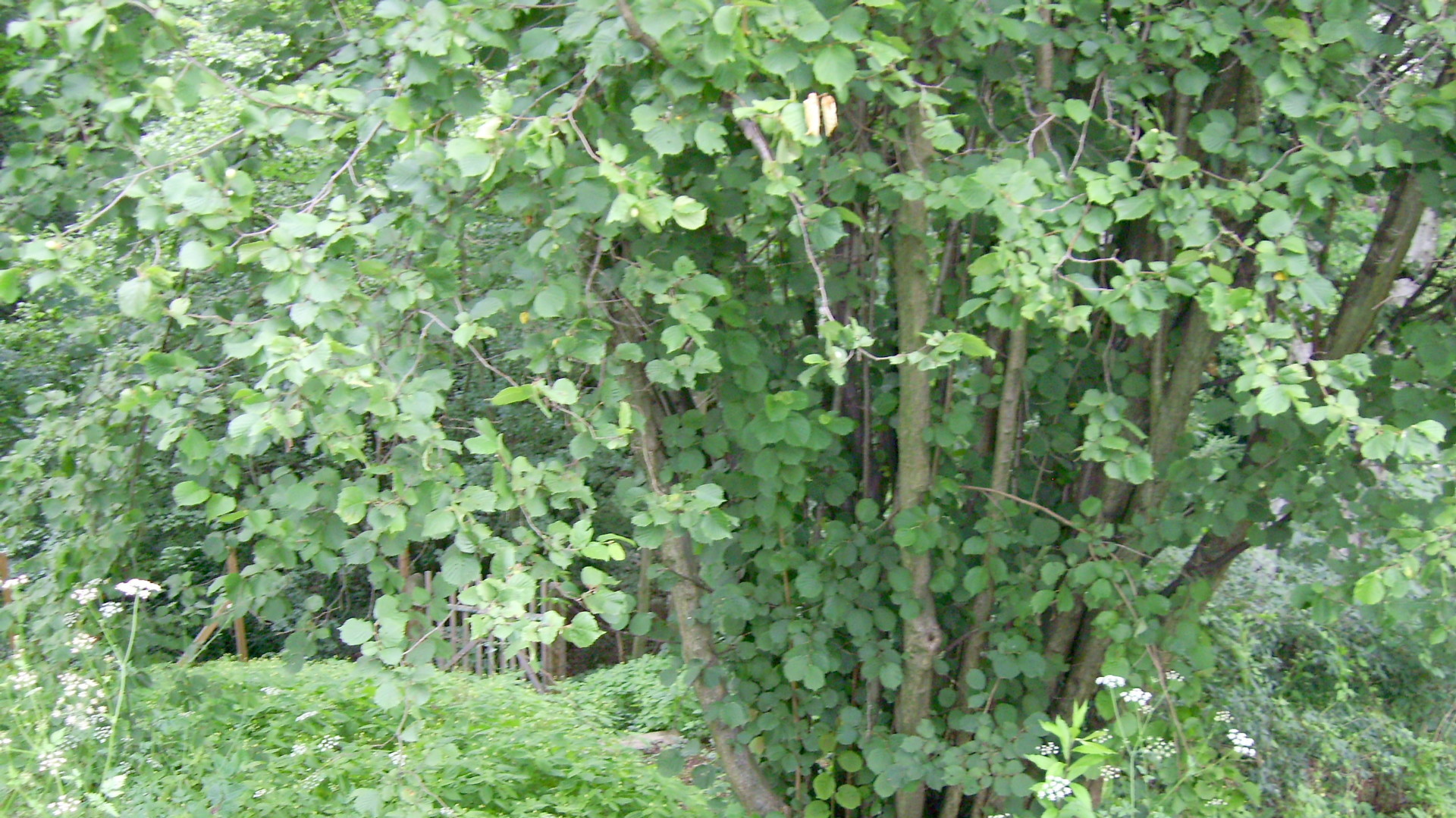 Abwechslungsreich ist der sch&ouml;ne Mischwald- 