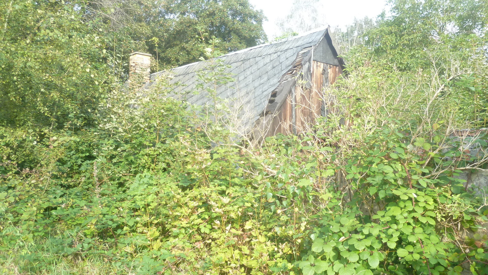 Der Gartenbereich um das Haus ist verwildert- 