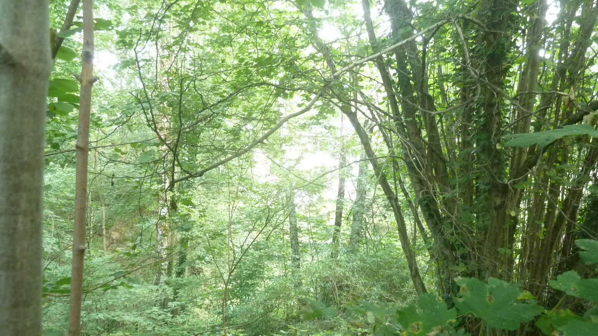 Ohne Auflagen bebaubar beziehungsweise 