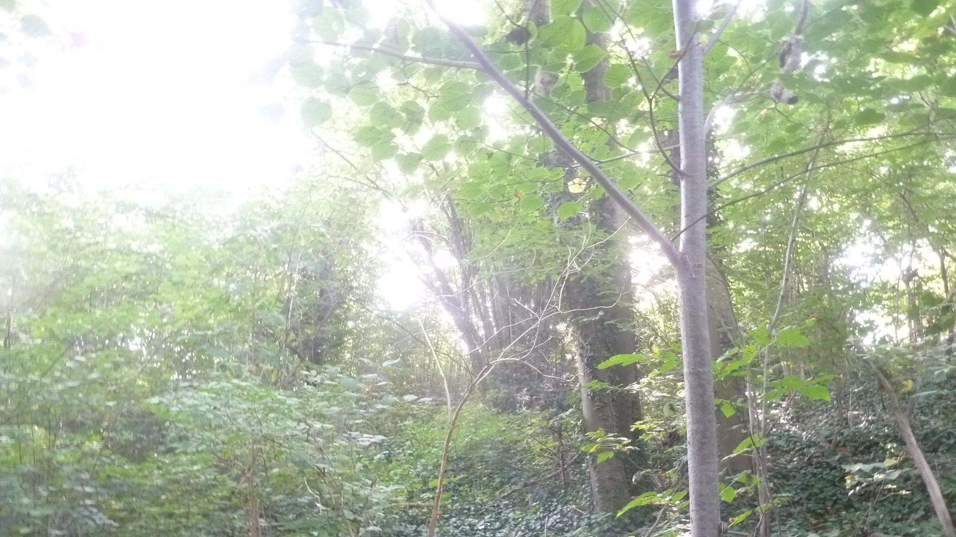 Es existieren 2 Schornsteine zur Ofenheizung- 