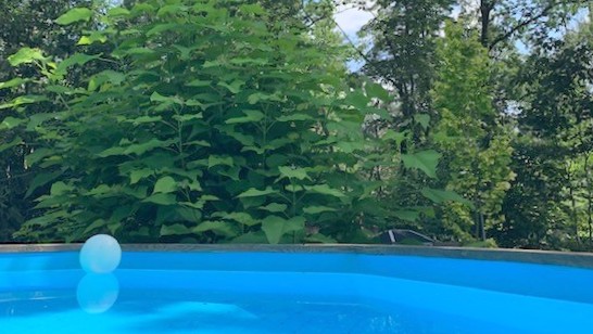 30_nachhause-immobilien_65d17ac2-d84d-464b-b4a1-ccd99560a548_bild Reserviert ... Ein moderner Wohntraum mit Swimmingpool, Ausbaureserve und gro&szlig;em Garten