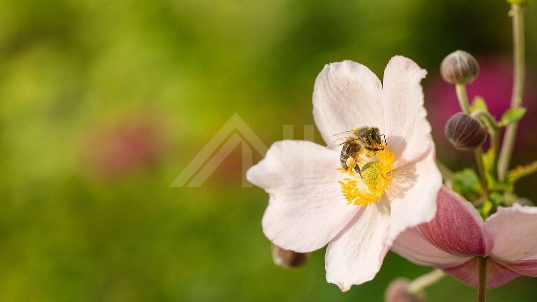 Reform- und Heimatstil  dar