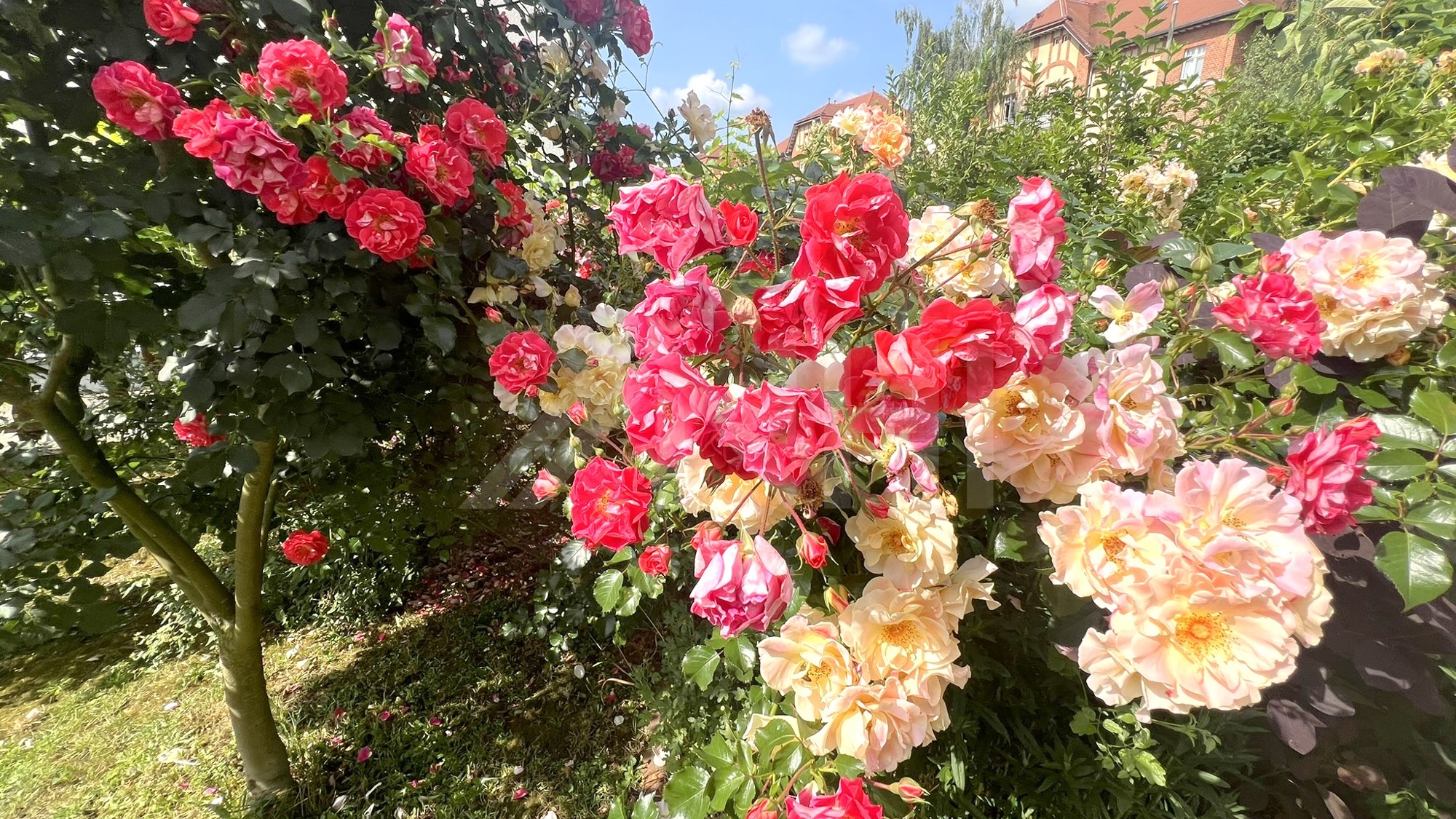 02_nachhause-immobilien_0bf65c25-5ed5-47ae-8f1e-37a2390f9d68_bild Verkauft ... Ruhiges Rückzugsdomizil mit großem Garten ... Modernisiertes, stadtnahes Reihenendhaus im historischen Gartenstadtviertel Alt‑Lößnig